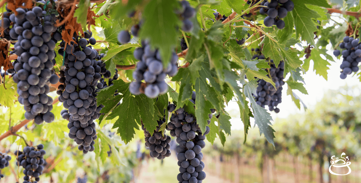 The History of Wineries and Vineyards